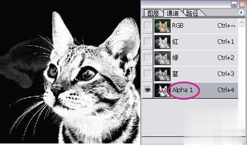 photoshop利用通道为猫咪画面选出主体(9)