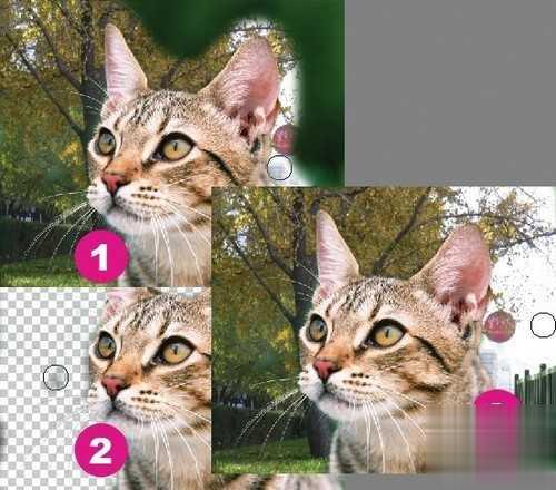 photoshop利用通道为猫咪画面选出主体(14)